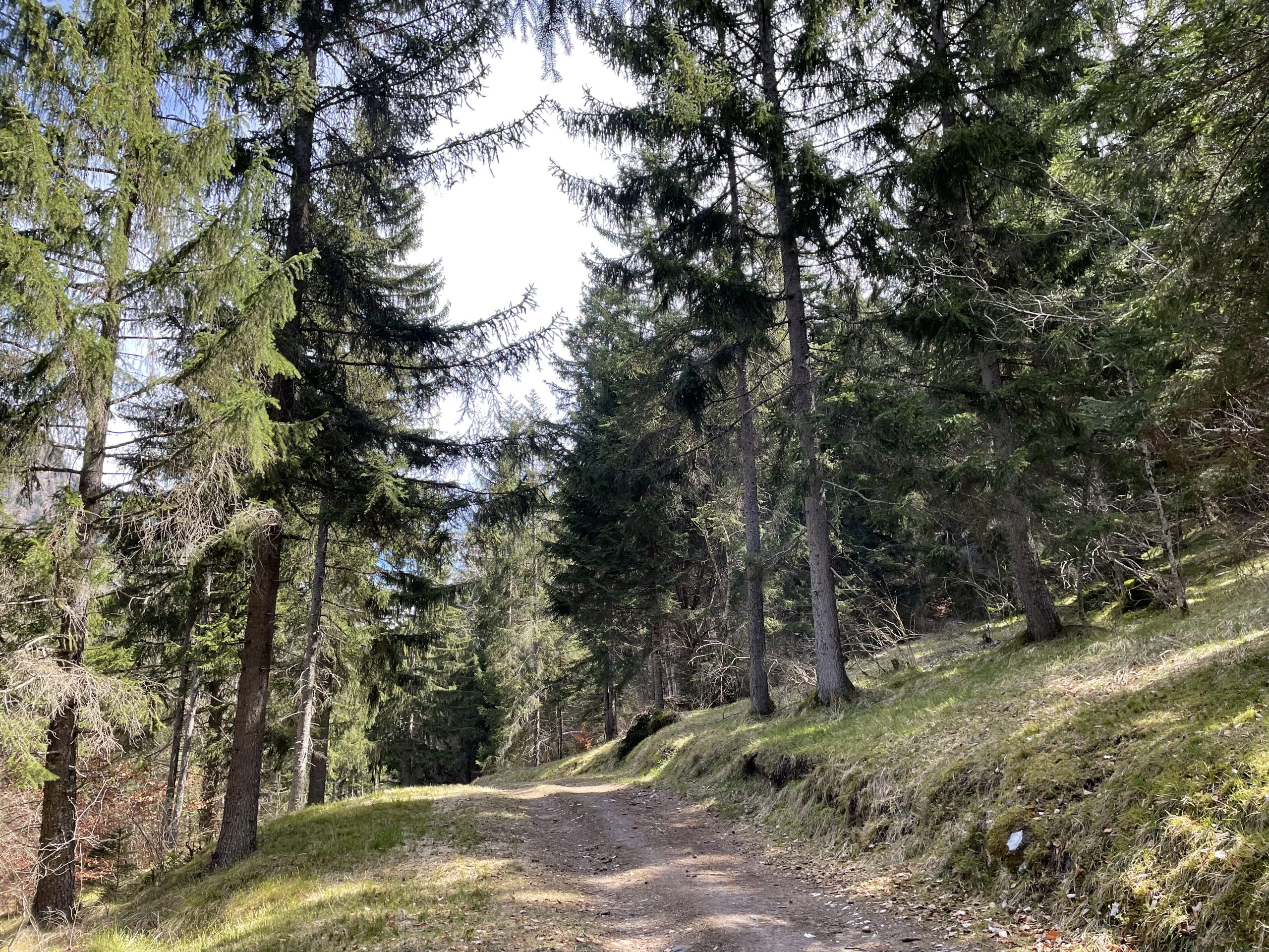 Trail des Bois
